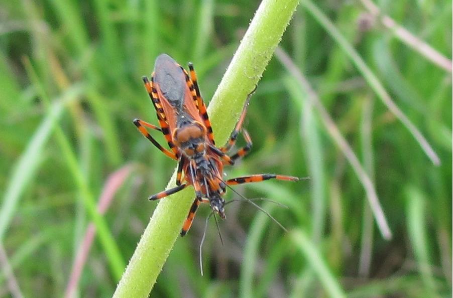 Rhynocoris iracundus o rubricus?